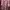 Atasan wanita bahan knit warna pink merk gonegani photo 3