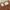 et cetera Minimalist Casual Short Wanita brown photo 4