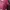 Crop maroon cat photo 3