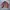 VTG Carhartt Detroit Jacket WJ097 VRS Salmon