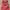 Colorbox Casual Cami top Wanita pink photo 1