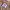 Adidas x Blackpink Lisa RYV Track Pants Nylon Side Button  photo 6