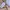 Adidas x Blackpink Lisa RYV Track Pants Nylon Side Button  photo 8