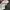 HOODIE DICKIES VELVET 22 photo 7