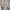 jaket trench coat  bershka photo 1