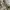 Carhartt Ripstop Camo Cargo Pants photo 3