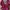 Hnm Top Pink Plussize