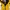 Jacket NHL PITTSBURGH PENGUINS (STARTER) photo 3