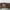 OBI BELT KAYU  photo 4