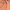 Atasan orange photo 2
