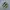 New Balance Fresh Foam More Trail V3 Salt Marsh Limelight photo 1