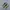 New Balance Fresh Foam More Trail V3 Salt Marsh Limelight