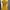 Minimalist T-shirt Wanita yellow photo 4
