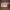 PEDRO LIZARD EFFECT ENVELOPE photo 7