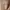 PEDRO LIZARD EFFECT ENVELOPE photo 3