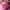 Pinks Bag