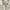 Zara Casual Crop top Wanita white photo 2