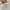 Zara Casual Crop top Wanita white photo 3