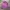X-girl Streetwear Sportswear Jumper Pria purple photo 1