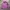 X-girl Streetwear Sportswear Jumper Pria Purple