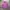 X-girl Streetwear Sportswear Jumper Pria purple photo 2