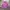 X-girl Streetwear Sportswear Jumper Pria Purple