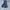Jorts pants dickies grey photo 5