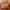 Tommy Hilfiger Casual Tote bag Wanita brown photo 1