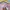 Skechers Sportswear Casual Sweater Wanita pink photo 4
