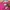 KIRSH Streetwear Casual Sweater Wanita pink photo 3