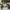 Goth Pria multicolor photo 5