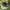 Air Jordan 1 High Pine Green photo 1