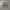 Celana Pendek Cargo Camouflage Alpha Industries photo 1
