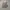 Celana Pendek Cargo Camouflage Alpha Industries photo 2