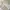 Cream Highwaist Cargo Celana Jeans photo 3