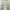 Cream Highwaist Cargo Celana Jeans photo 1