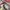 Coach Casual Coquette Shoulder bag Wanita pink photo 3