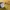 CELINE Luxury Polo shirt Pria yellow photo 5