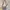 Find Kapoor Two Color Straps Slingbag Original photo 2
