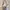 Find Kapoor Two Color Straps Slingbag Original