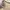 Find Kapoor Two Color Straps Slingbag Original photo 1