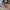 Converse CT Allstar Hi Red White photo 1