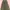 Rok kancing army photo 1