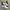 NIKE CORTEZ FOREST GUMP NOT VANS CONVERSE