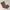 CARGO PANTS BALOON EARTH BROWN photo 5