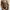Cardigan Brown photo 1