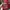 Luxury Biker Bomber jacket Pria red photo 7