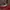 Casual Sneakers Wanita blue red photo 1