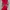 Crewneck Dickies Velvet  photo 3