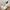 Steve Madden Casual Loafer Wanita cream photo 2